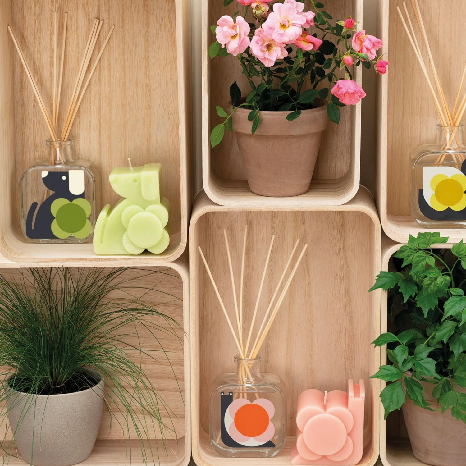 Dog Candle - Fig & Cedarwood 5 Dog Candle - Fig & Cedarwood - Image 5